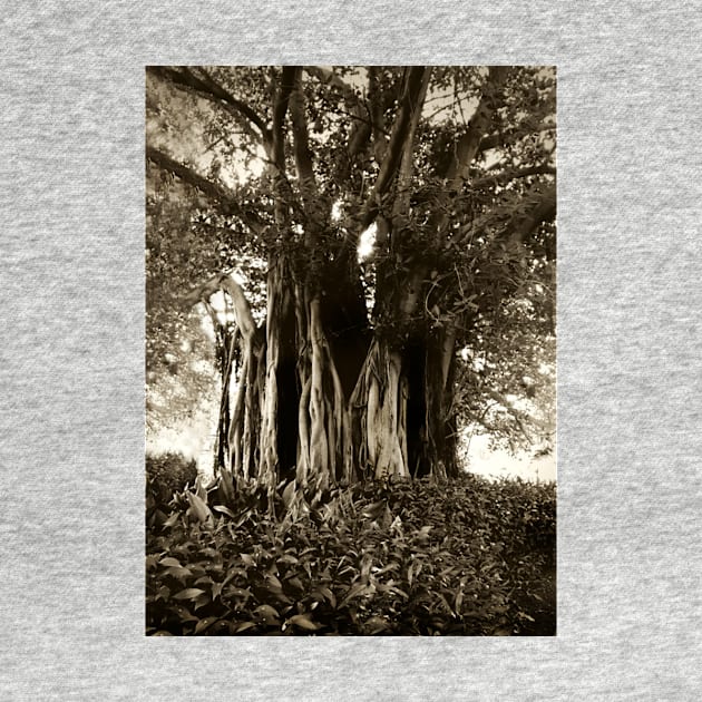 Fig Tree, Botanical Gardens, Melbourne by rozmcq